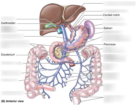 Venous Drainage Of Gi Tract Diagram Quizlet