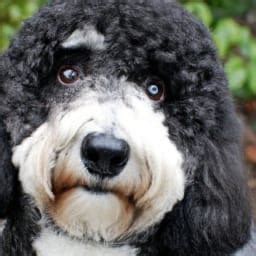 Sheepadoodle: Health Issues, Temperament, Lifespan. Important!