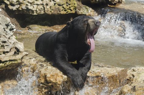 Answering The Call A First Timers Visit To The Saint Louis Zoo