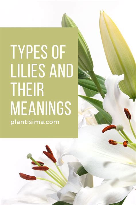 Types Of Lilies And Their Meanings: Real Meaning Of The Beauty! in 2023 ...