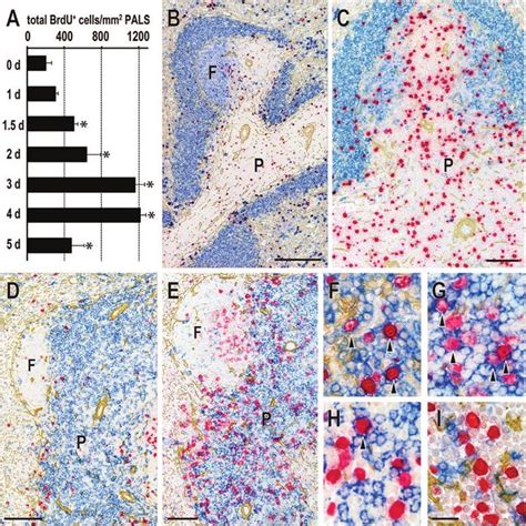 Proliferative Response Of Cd4 T Cells In The Splenic Pals After Dst