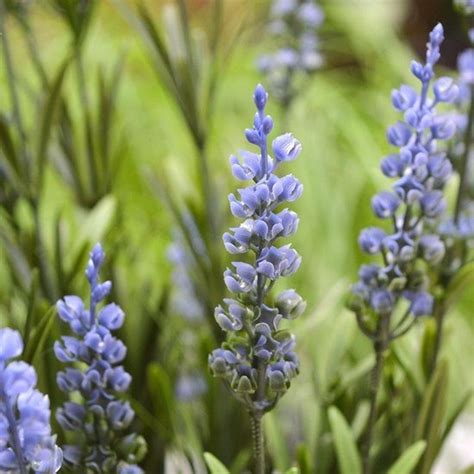 Kunstplant Lavendel Blauw In Pot I Namaak Lavendel Klein I Decoratieve