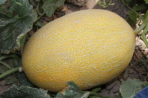 Hybrid F1 Cantaloupe Sweet Musk Melon Hami Melon Seeds For Planting