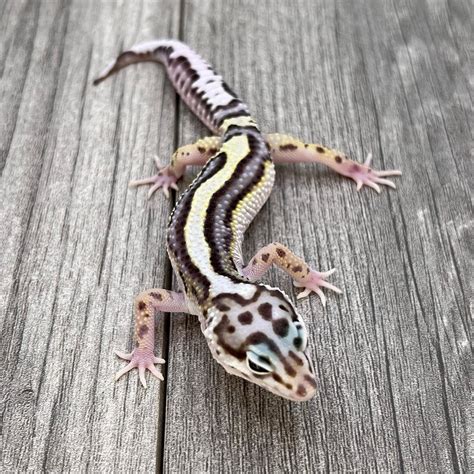 Mack Snow Lavender Bold Stripe Leopard Gecko By Pisces Geckos Morphmarket