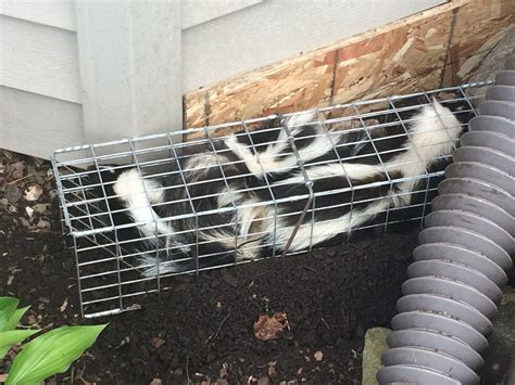 How do I get rid of skunks? Skunk removal! | Suburban Wildlife ...