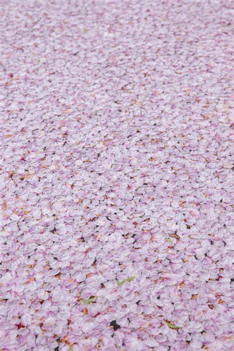 Textured Background Of Bright Cherry Blossom Tree Flowers On Walkway