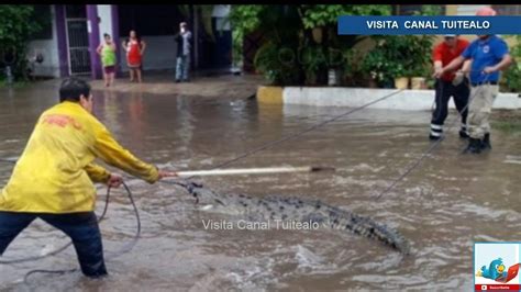 Por Inundaciones Cocodrilo Nada En Calles De Lázaro Cárdenas Michoacán