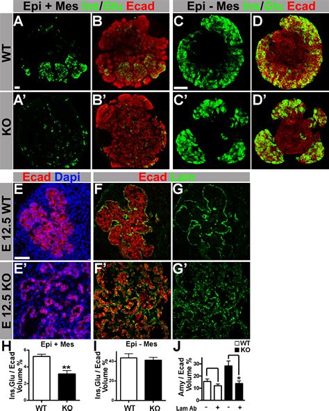 Cdc42 Mediated Tubulogenesis Controls Cell Specification Cell