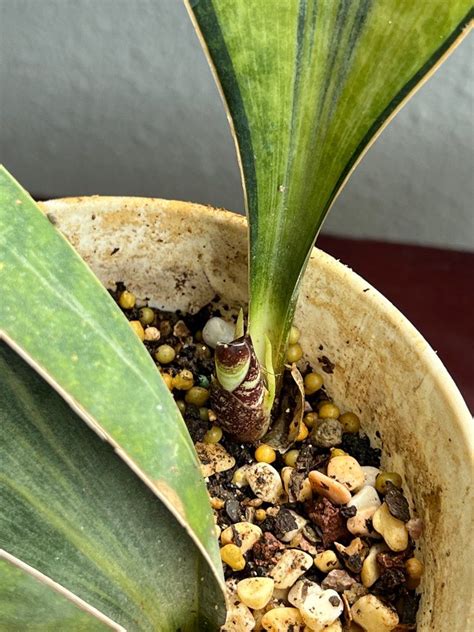 Unique And Odd Shaped Dracaena Masoniana Variegata Whale Fin