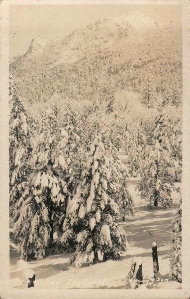 Snow on the Pine Trees Idyllwild, CA Postcard