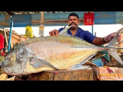 Kasimedu Speed Selvam Kg Giant Trevally Fish Cutting Video In