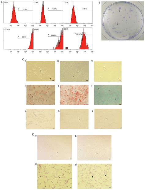 Identification Of Bmscs A Bmscs Were Negative For Cd And