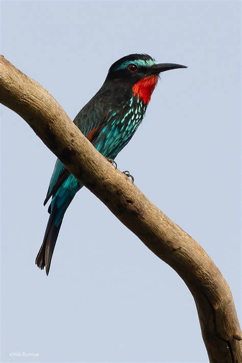 Black Bee Eater Merops G Gularis Ankasa Conservation Area Flickr