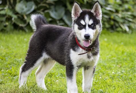 German Shepherd Husky Mix Shepsky Puppy Guide