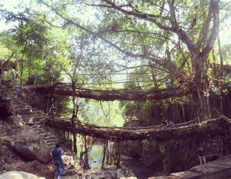 Double Decker Living Root Bridge Trek Cherrapunji Top Travel