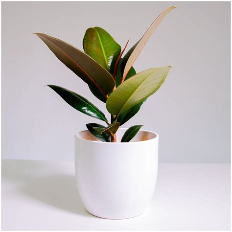 Фикус эластика в интерьере (59 фото) - красивые картинки и HD фото