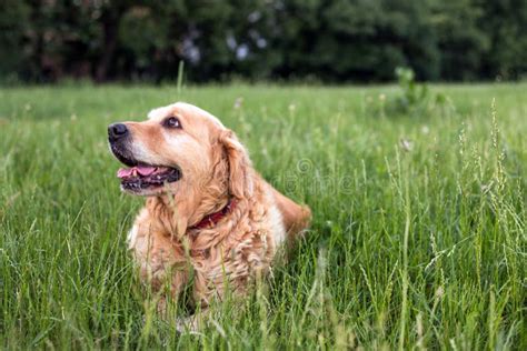 Old golden retriever dog stock photo. Image of beautiful - 149207178