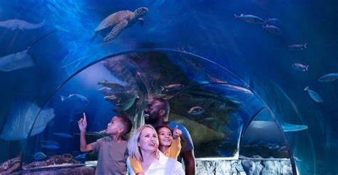 Orlando Sea Life Orlando Aquarium Getyourguide