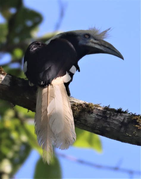 White Crowned Hornbill Berenicornis Comatus Coke Smith Wildlife