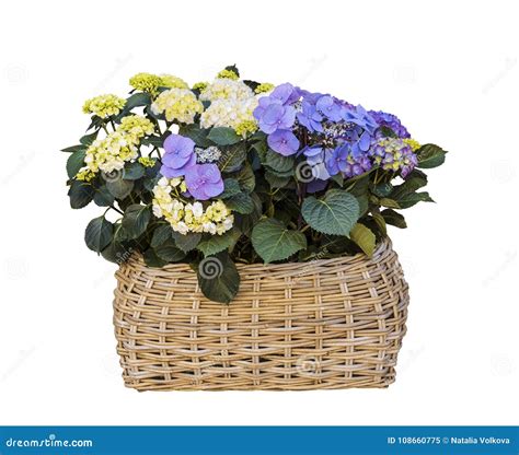 De Rieten Mand Met Hydrangea Hortensia Bloeit Wit En Blauw Op Een