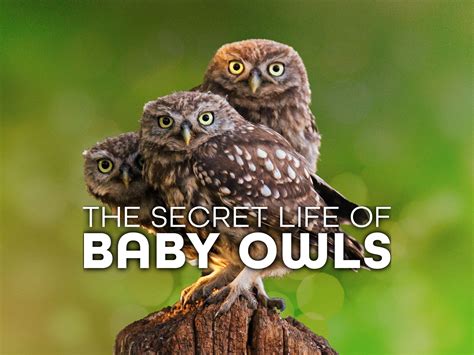 Prime Video: The Secret Life Of Baby Owls - Season 1