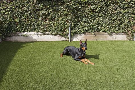 Pet Artificial Grass Installation - Green-R Turf Landscapes