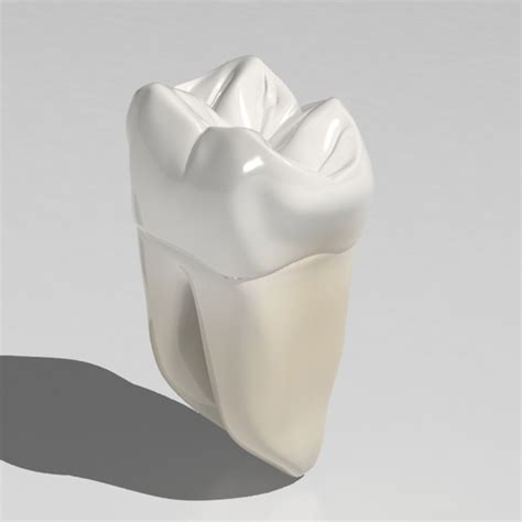 3d Second Molar Model