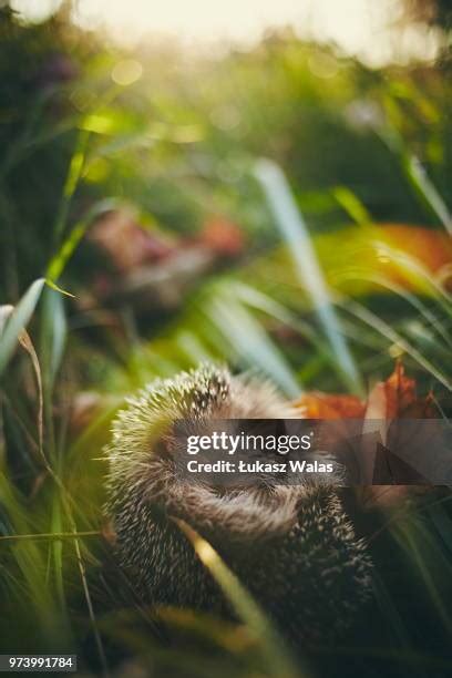 Hedgehog Sleeping Photos and Premium High Res Pictures - Getty Images