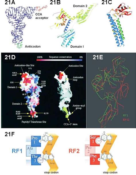 Molecular Mimicry Between Trna And Termination Factors The Crystal