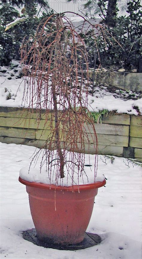 Dwarf Weeping Willow Tree Potted Buying Cheapest ...