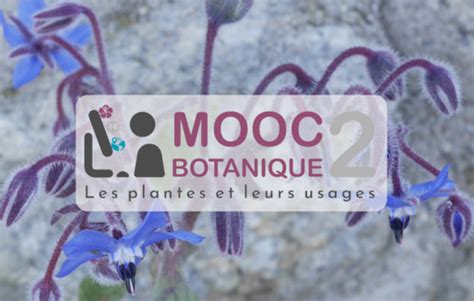 Les réponses à vos questions de cours du MOOC Les plantes et leurs