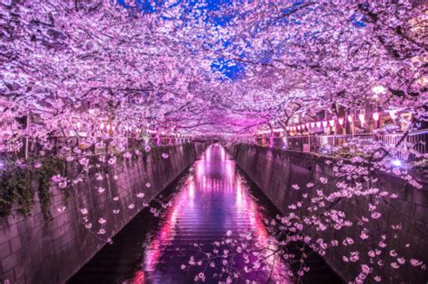 SAKURA JAPAN INFO