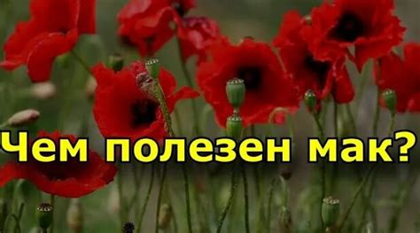 Чем полезен мак? Лечебные свойства мака - Смотреть онлайн в поиске ...