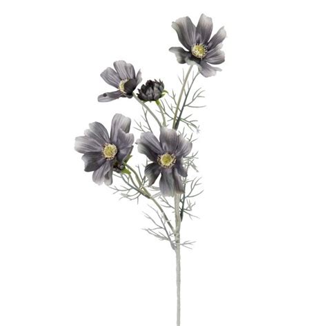 Cosmos Wild Flower Grey Cm Desflora