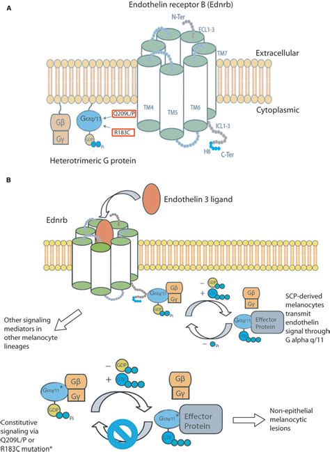 Frontiers Gnaq And Gna11 In The Endothelin Signaling Pathway And Melanoma