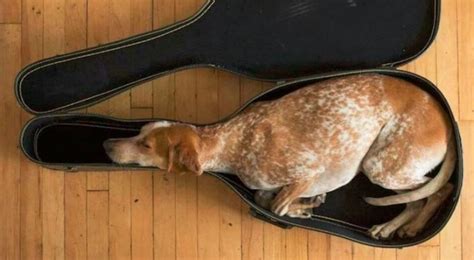 Queste 15 Foto Dimostrano Che Per Un Cane è Possibile Dormire OVUNQUE