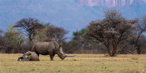 Celebrate World Rhino Day Alongside Nat Hab Conservation Hero Richard