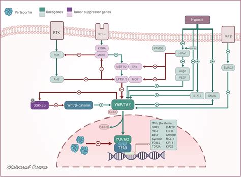 Demonstrates the interaction between verteporfin and YAP/TAZ-TEAD in ... 