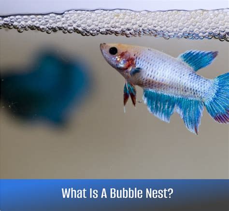 What Is A Bubble Nest & What Do They Mean?