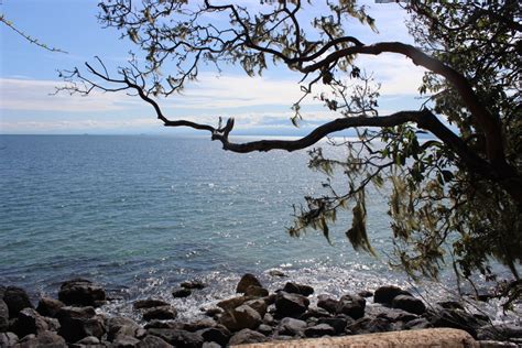 Fotos gratis paisaje mar costa árbol naturaleza rock rama