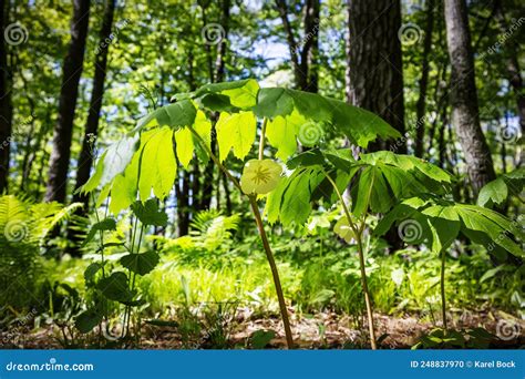 Mayapple Podophyllum Peltatum Mayapples Son Plantas Nativas Que Crecen