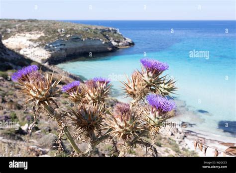 Lampedusa Island Sicily Rabbit Beach And Rabbit Island Lampedusa