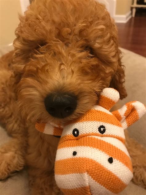 Oliver And Stuffed Girafe Harold Cute Goldendoodle Puppy Goldendoodle