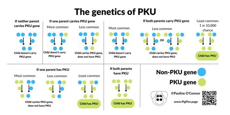 Genetics of PKU inheritance and sapropterin (Phenylketonuria)