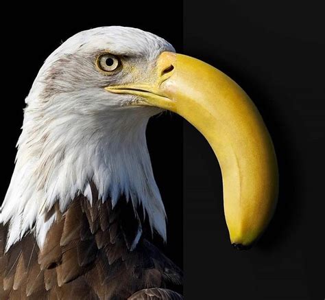 Create Meme Animal Eagle Bald Eagle Pictures Meme