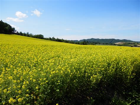 文月の由来や語源について考えてみた Shaddyのギフトマナー辞典