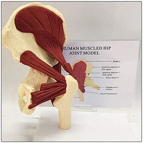 Buy Education Model Of Muscular Organ Human Hip Joint Modell Advanced