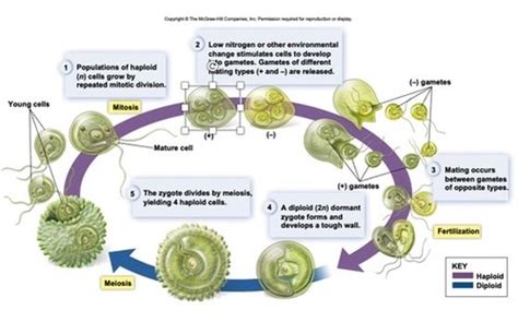 Chapter 28 Protists Flashcards Quizlet