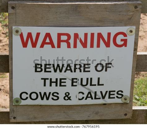 Warning Beware Bull Cows Calves Sign Stock Photo 767956195 Shutterstock