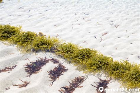 Mengenal Budidaya Rumput Laut Dengan Imagesee